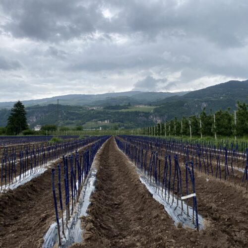 image00006