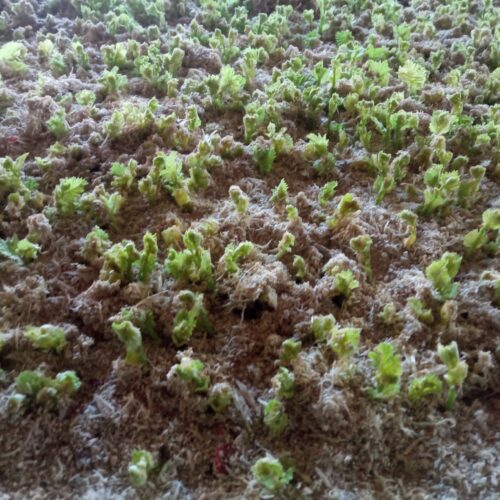 image00007