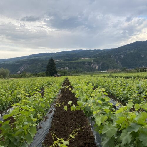 image00009