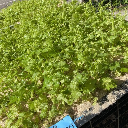 image00010