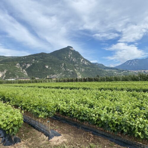 image00017